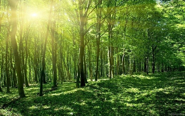 Deputy Prime Minister Tran Luu Quang signed Decision No. 993/QD-TTg approving the national plan to implement the Glasgow Declaration on forests and land use until 2030.